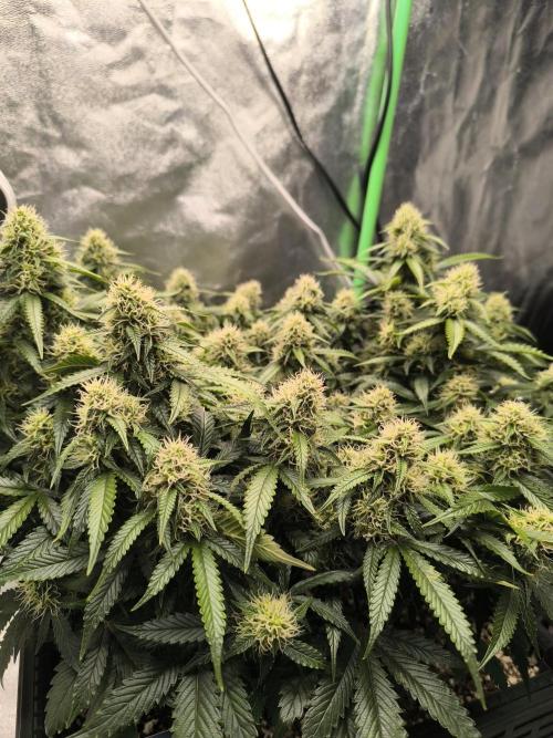 Sticky Broccoli Auto LED Eternity GC-26. Week 9