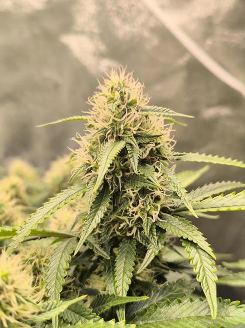Sticky Broccoli Auto LED Eternity GC-26. Week 9