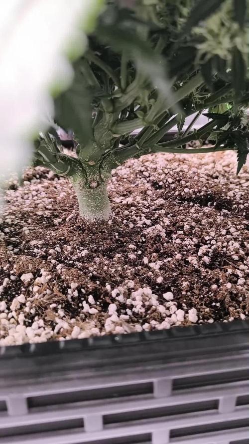 Sticky Broccoli Auto LED Eternity GC-26