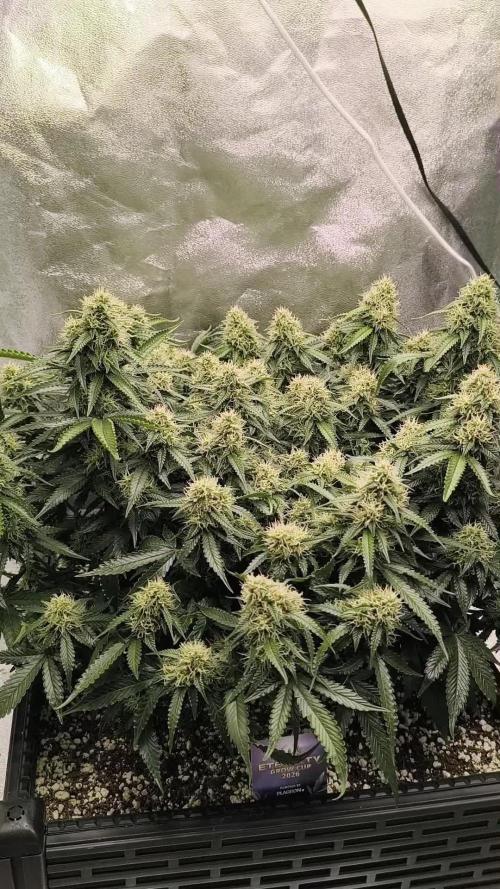 Sticky Broccoli Auto LED Eternity GC-26