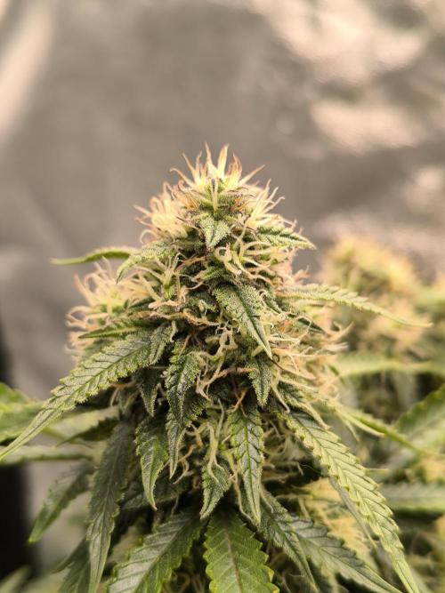 Sticky Broccoli Auto LED Eternity GC-26. Week 10