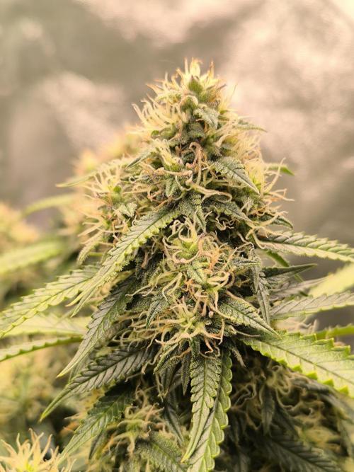 Sticky Broccoli Auto LED Eternity GC-26. Week 10