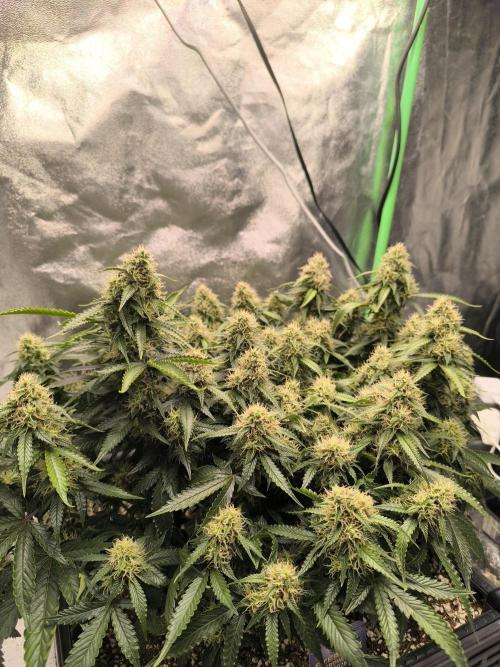 Sticky Broccoli Auto LED Eternity GC-26. Week 10