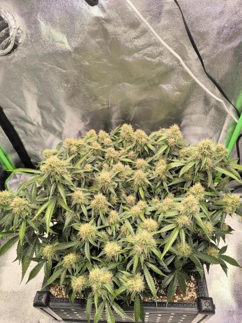 Sticky Broccoli Auto LED Eternity GC-26. Week 10