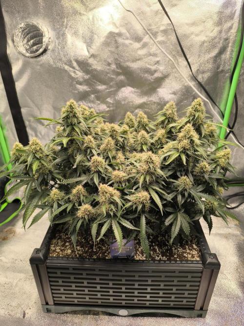Sticky Broccoli Auto LED Eternity GC-26. Week 10