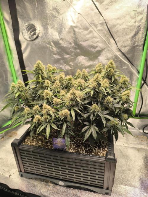 Sticky Broccoli Auto LED Eternity GC-26. Week 10