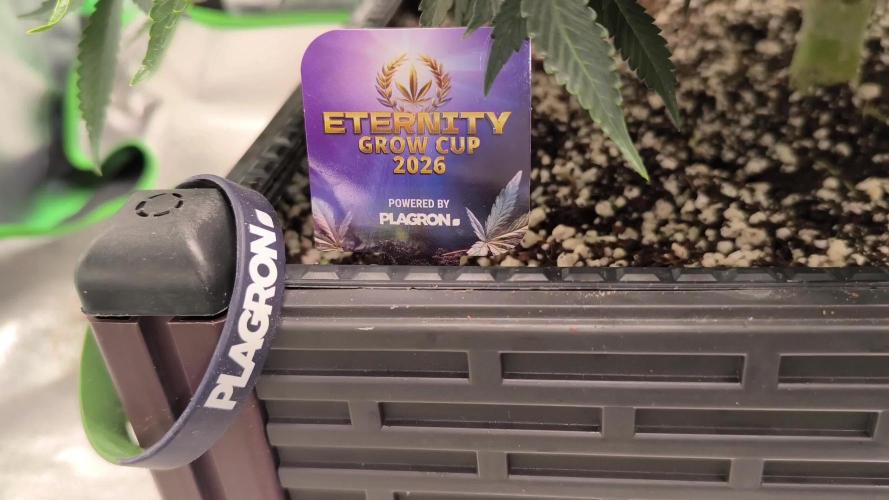 Sticky Broccoli Auto LED Eternity GC-26