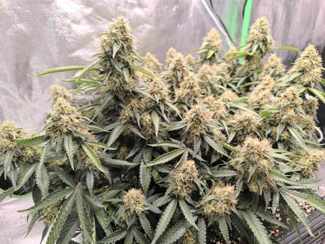 Sticky Broccoli Auto LED Eternity GC-26. Week 11