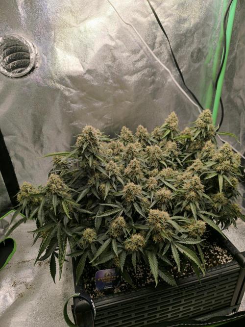 Sticky Broccoli Auto LED Eternity GC-26. Week 11