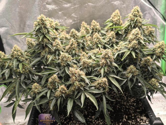 Sticky Broccoli Auto LED Eternity GC-26. Week 11