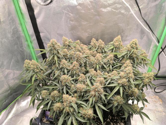 Sticky Broccoli Auto LED Eternity GC-26. Week 11