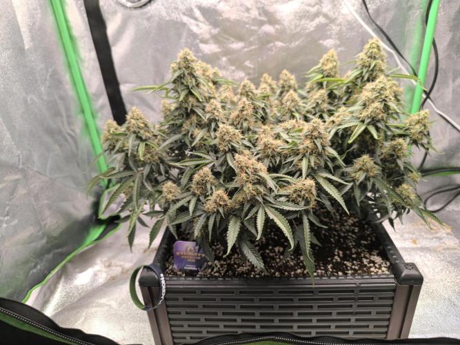 Sticky Broccoli Auto LED Eternity GC-26. Week 11