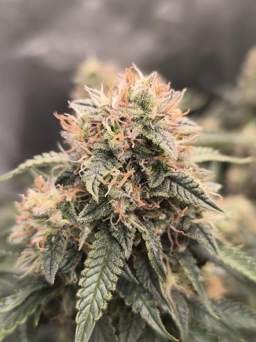 Sticky Broccoli Auto LED Eternity GC-26. Week 11