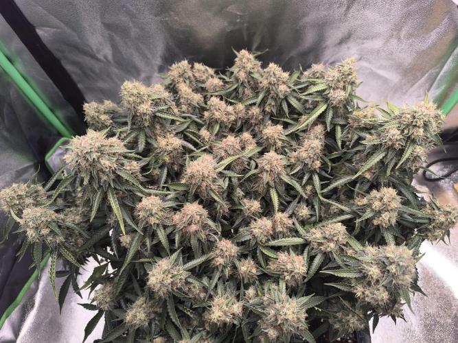 Sticky Broccoli Automatic. Week 12