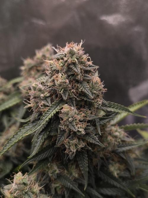 Sticky Broccoli Automatic. Week 12