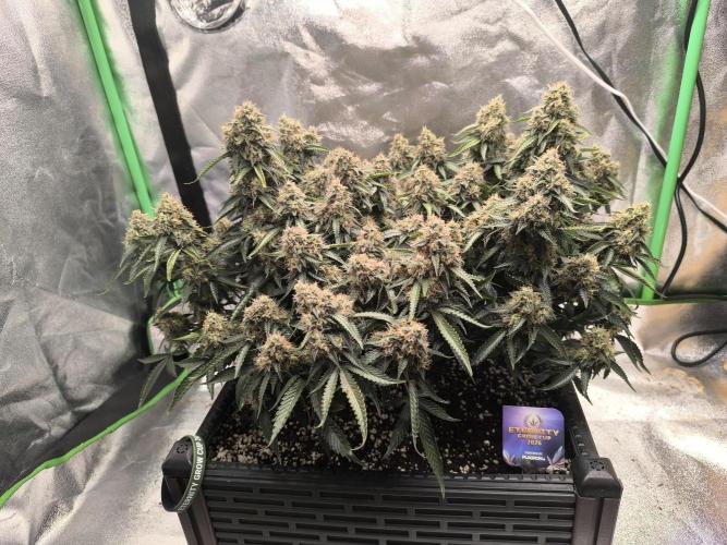 Sticky Broccoli Auto LED Eternity GC-26. Week 12