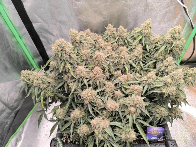Sticky Broccoli Auto LED Eternity GC-26. Week 12