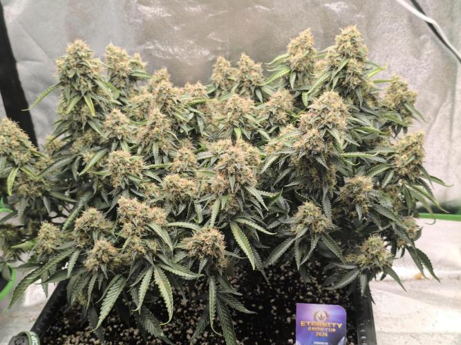 Sticky Broccoli Auto LED Eternity GC-26. Week 12