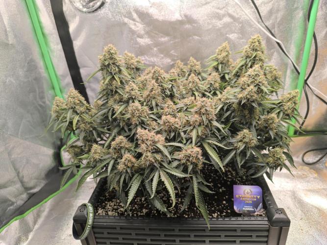 Sticky Broccoli Auto LED Eternity GC-26. Week 12