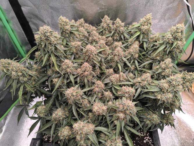 Sticky Broccoli Auto LED Eternity GC-26. Week 12