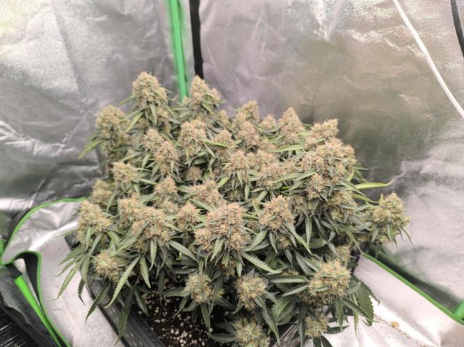 Sticky Broccoli Auto LED Eternity GC-26. Week 12