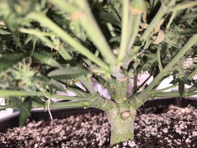 Sticky Broccoli Auto LED Eternity GC-26. Week 12