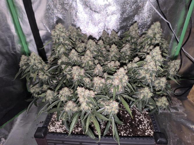Sticky Broccoli Auto LED Eternity GC-26. Week 12