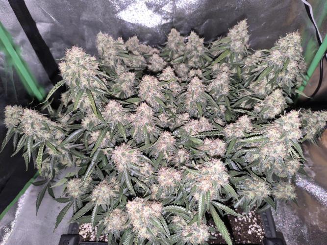 Sticky Broccoli Auto LED Eternity GC-26. Week 12