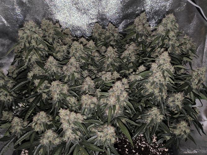 Sticky Broccoli Auto LED Eternity GC-26. Week 12