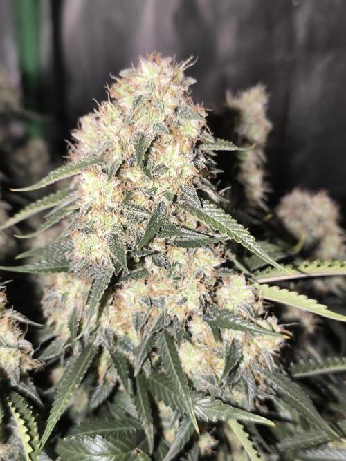 Sticky Broccoli Auto LED Eternity GC-26. Week 12