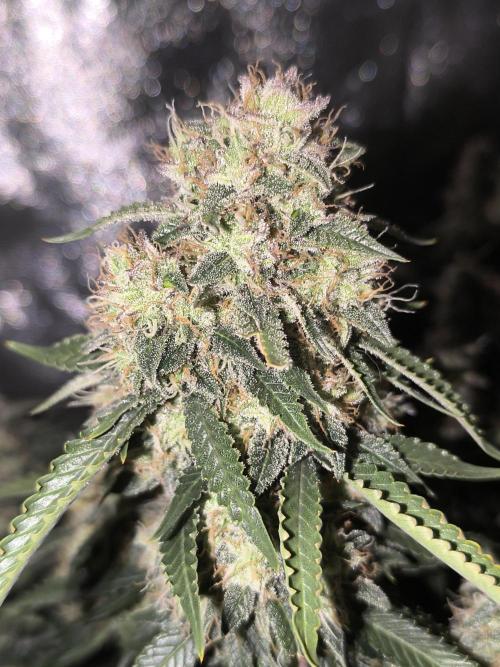 Sticky Broccoli Auto LED Eternity GC-26. Week 12