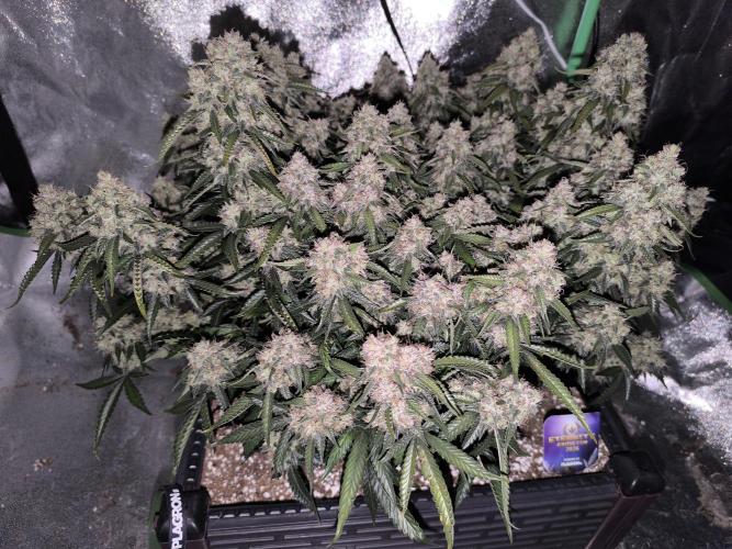 Sticky Broccoli Auto LED Eternity GC-26. Week 13