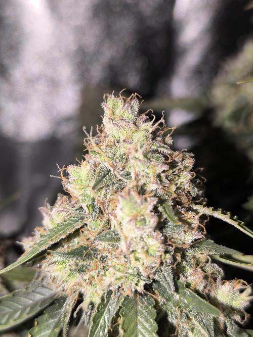 Sticky Broccoli Auto LED Eternity GC-26. Week 13