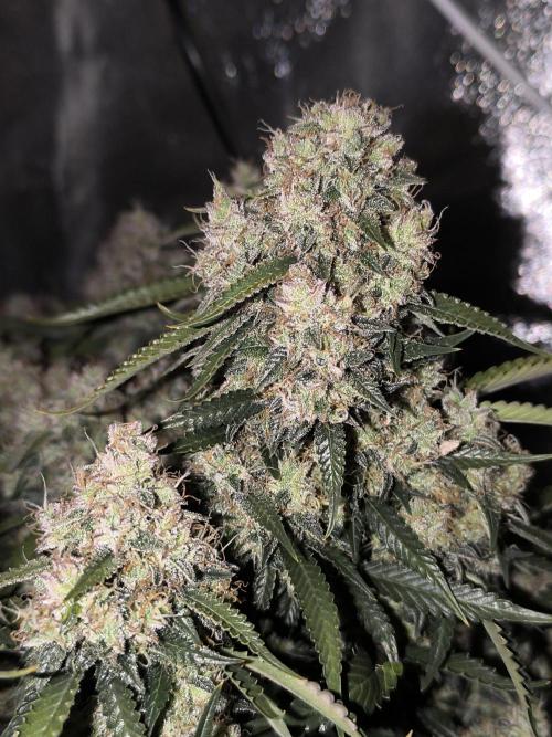 Sticky Broccoli Auto LED Eternity GC-26. Week 13