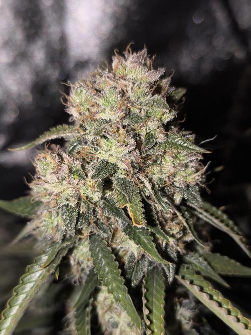 Sticky Broccoli Auto LED Eternity GC-26. Week 13