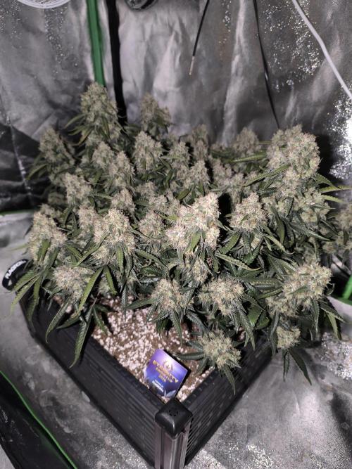 Sticky Broccoli Auto LED Eternity GC-26. Week 13