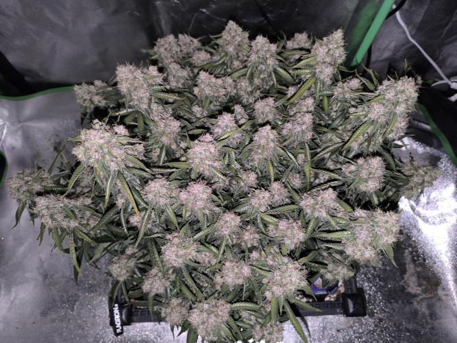 Sticky Broccoli Auto LED Eternity GC-26. Week 13