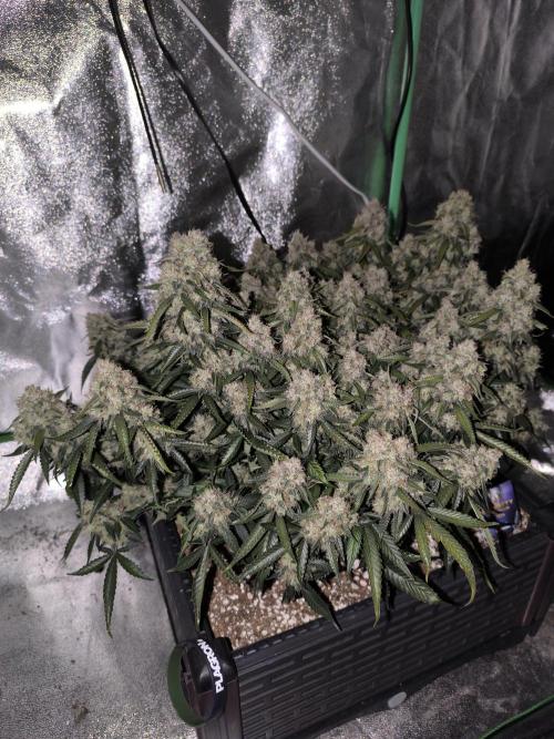 Sticky Broccoli Auto LED Eternity GC-26. Week 13