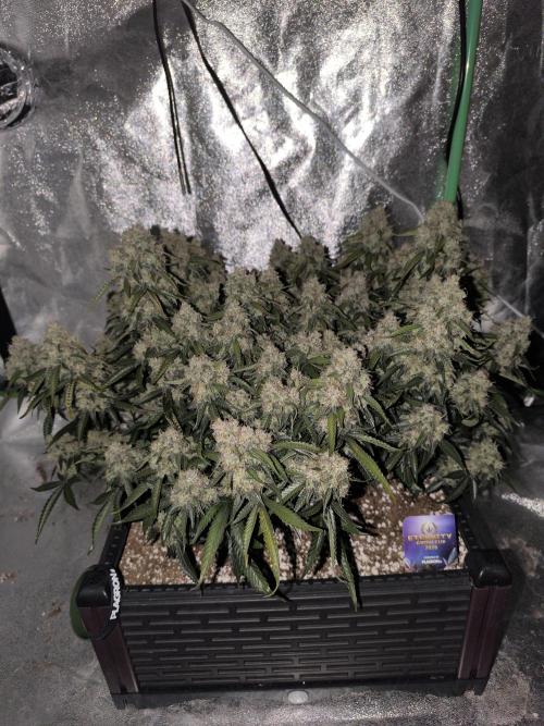 Sticky Broccoli Auto LED Eternity GC-26. Week 13