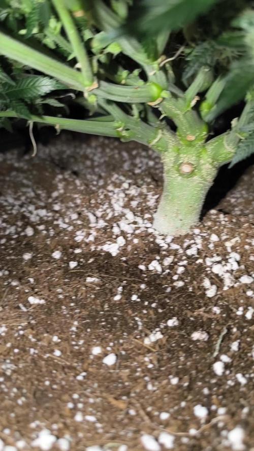 Sticky Broccoli Auto LED Eternity GC-26