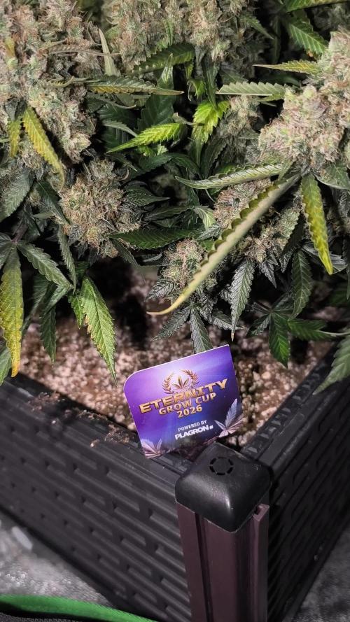 Sticky Broccoli Auto LED Eternity GC-26