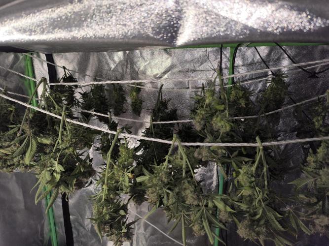 Sticky Broccoli Auto LED Eternity GC-26. Week 14