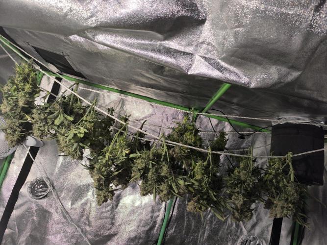 Sticky Broccoli Auto LED Eternity GC-26. Week 14