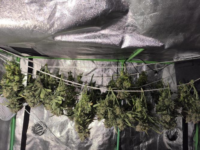 Sticky Broccoli Auto LED Eternity GC-26. Week 14