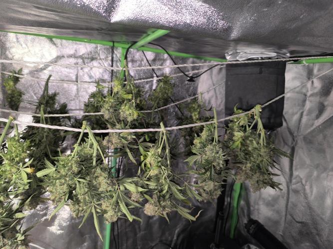 Sticky Broccoli Auto LED Eternity GC-26. Week 14