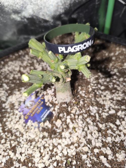 Sticky Broccoli Auto LED Eternity GC-26. Week 14