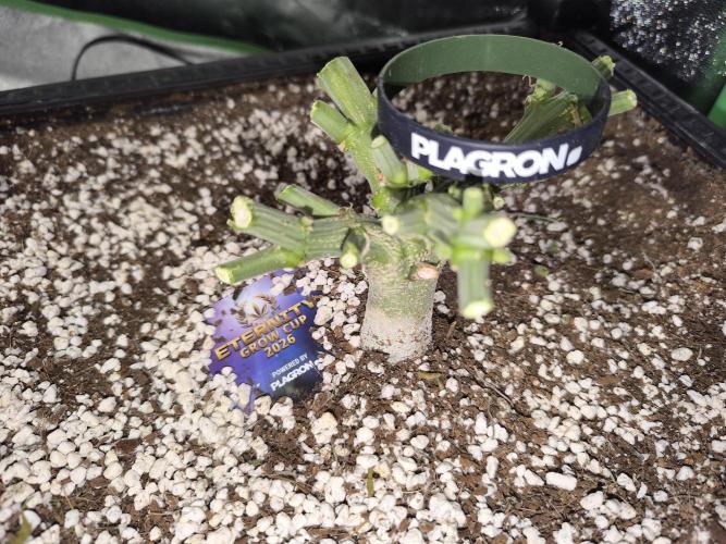 Sticky Broccoli Auto LED Eternity GC-26. Week 14