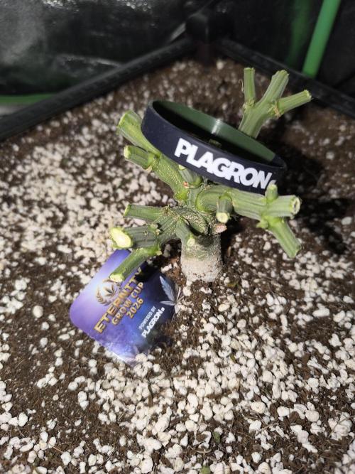 Sticky Broccoli Auto LED Eternity GC-26. Week 14