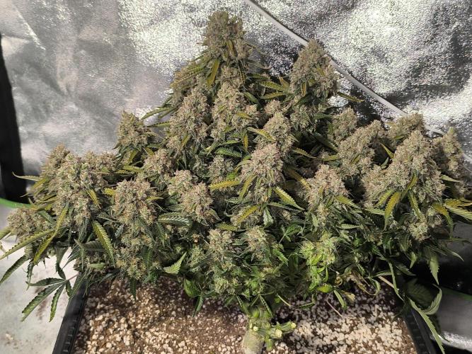 Sticky Broccoli Auto LED Eternity GC-26. Week 14