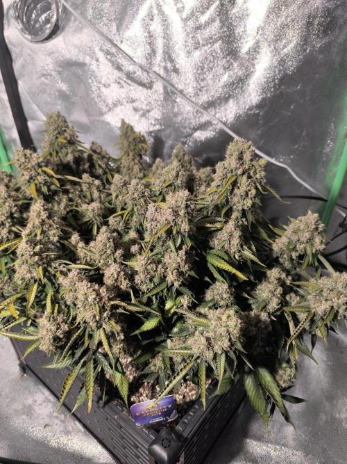 Sticky Broccoli Auto LED Eternity GC-26. Week 14